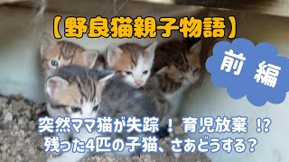 野良猫親子物語　-一匹の子猫を保護するまでの記録-　【前編】