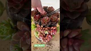 Succulent DIY Ideas That Will Make You RETHINK Recycling