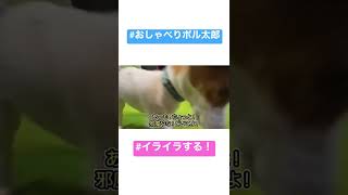 捕まえられない［しゃべる犬 ジャックラッセルテリア］#shorts