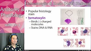 A\u0026P 1 (PHYL 141) | Tissues | Intro to Tissues, H\u0026E Staining