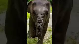 शरारती हाथी का बच्चा #funnyvideo #shortvideo #animals