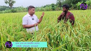 ব্রিধান ১০৬। আউশে মাঠ পর্যায়ে সর্বশেষ রিলিজকৃত জাত,  অতি উচ্চ ফলনশীল, রোগ প্রতিরোধি মেগা ভ্যারাইটি