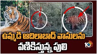 ఉమ్మడి ఆదిలాబాద్ వాసులను వణికిస్తున్న పులి | Tiger Hulchul in Adilabad District | 10TV