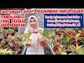 September Ceria!! aglaonema harga seger| Panen Baby 2 yg Slalu Jadi Rebutan|Harga Aglonema Koleksian