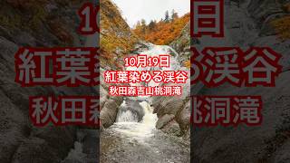 雨中紅葉散歩 秋田森吉山 桃洞滝 紅葉渓谷