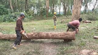 Tebang Sonokeling Super satu pohon bisa tembus ratusan juta,,,