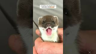 This family rescued a baby weasel giving it a warm home