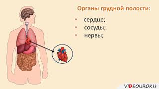 06  Общий обзор организма человека