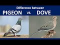 PIGEON vs DOVE Differences and Similarities ? - A short Columbiform documentary, Coto de Caza, CA