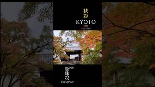 #06秋彩🍂京都「曼殊院」Mansyuin#kyoto  紅葉🍁11/18  70%  一乗寺エリア