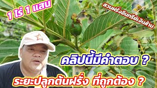 EP.84 ระยะปลูกฝรั่งกิมจู สวนฝรั่งกิมจูเงินล้าน 1ไร่1แสน | ไร่คำกวี เกษตรอินทรีย์ วิถีพึ่งตนเอง