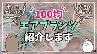 【ダイソー】100均のエアプランツ紹介です！最後に、購入時の注意点あり！【安い！かわいい！】