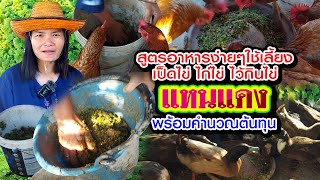 แหนแดง สูตรอาหารง่ายๆไว้เลี้ยงไก่ไข่ เป็ดไข่ พร้อมคำนวณต้นทุน