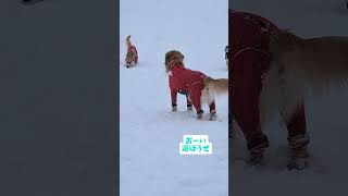 楽しい雪遊び❷ #ゴールデンレトリーバーgolden #多頭飼い #愛犬 #犬のいる生活 #ボーダーコリー#犬のいる暮らし #犬好き #ドックラン#ペットの里