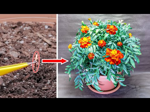 Growing Marigold Flower Time Lapse Seed To Flowers 70 Days Youtube Growing Marigold Flower Time Lapse Seed To Flowers 70 Days Youtube