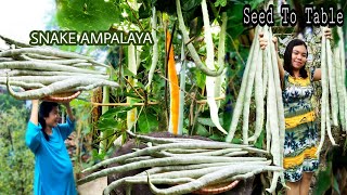 Unbelievable Snake Ampalaya Harvest | Seed To Table