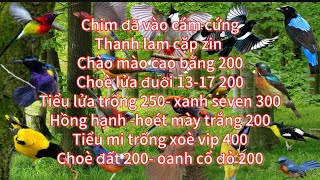 31/12✅chim đã cám cứng✅thanh lam✅choè lửa✅choè đất✅tiểu mi✅chào mào✅mi mắt vàng✅oanh cổ đỏ✅seven….