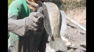 ไล่จับฝูงปลาช่อนใหญ่กับฝูงปลาดุกอยู่ใต้ขอน - Catching snakehaed and Catfish a lot in mud - DUM TV