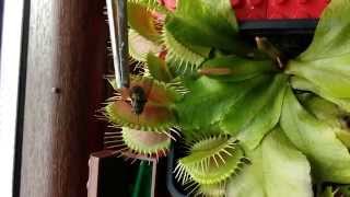 Venus fly trap eating a fly