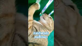 กำลังใจสำหรับคนเลี้ยงแมว🍒 #ซุปตาร์หน้าแมว #แมวน่ารัก #ทาสแมว #cute #catvideos #แมวจร #catshort