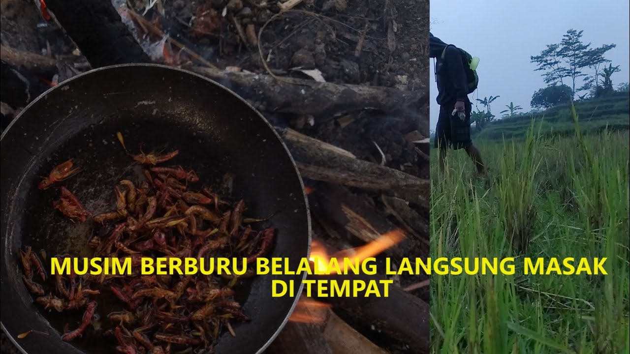 BERBURU BELALANG DI SAWAH LANGSUNG MASAK DI TEMPAT - YouTube