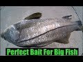 Perfect Bait For Big Fish Like Snook Grouper Jack Crevalle