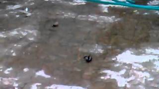 Birds bathing at my home-17022011.mp4