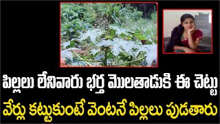 ఈ చెట్టు వేళ్లు పిల్లలని పుట్టిస్తాయి | గింజలు పిల్లలు పుట్టకుండా చేస్తాయి | Amazing 2 in 1 Tree