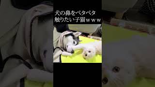 犬の鼻をペタペタ触りたい子猫がかわいい...#shorts