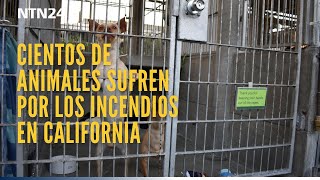 Cientos de animales sufren por causa de los incendios que azotan a California