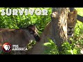 Survivor FULL SPECIAL | PBS America