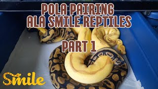 PART 1 - Pola Pairing Ball Python Ala Smile Reptiles