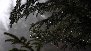 Relaxing Forest Rain Sounds for Sleeping, Relax, Study,... / 6 Hours Sounds of Rain