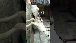 Cute baby goat jump on wall #shorts