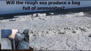 Has the sea been rough enough to reveal a bag full of ammonites