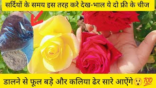 इस समय गुलाब में यह डालने से सेकडो कलिया इस तरह आएंगे 🌺🌻🌹🌷#gardning #tranding