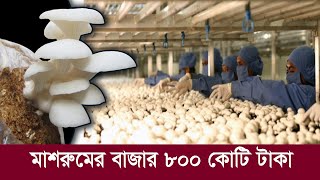 মাশরুম চাষে নীরব বিপ্লব !! বাজার এখন ৮০০ কোটি টাকা !! Mushroom Farming Expanding in Bangladesh