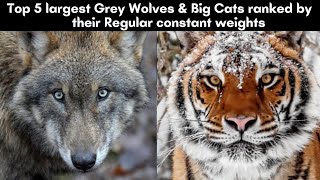 Top 5 largest Grey Wolves wolves & Big Cats that regularly reach 'constant' heavy weights!