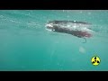 Underwater Video of Sportfishing Lures