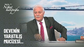 Devenin yaratılış mucizesi - Nihat Hatipoğlu ile Kur'an ve Sünnet 16 Ekim 2022