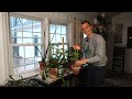 houseplant tour 125 indoor plants in my houseplant home 2025