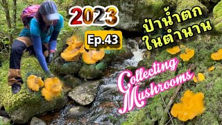 Ep.43 คลิปยาวๆในป่าน้ำตก เห็ดมันปู สวย ฟิน เต็ม 2 ตะกร้า สีทองกลางป่า สวยทุกกลุ่ม ฟังเสียงน้ำตกชิวๆ