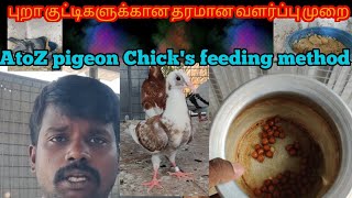 புறா குட்டிகளுக்கான தரமான வளர்ப்பு முறை || AtoZ pigeon Chick's feeding method|| #Petsworld #shorts