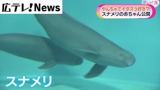 【宮島水族館でスナメリの赤ちゃん公開】