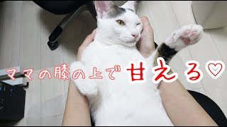 ママの膝で甘えてゴロゴロ喉を鳴らす猫チロくん - A cat pampered on the knee -