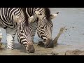 stripes and splashes stunning footage of zebras drinking at a waterhole in kruger national park