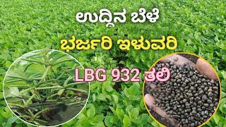 Black gram LBG 932 super yield @ksrchannels for seeds contact 6300974611, 8332908918