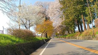 栃木県宇都宮市　日光街道桜並木　国道119号