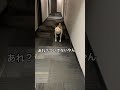 リードが無いと歩けない柴犬をだましてみた。　 shorts shibainu 柴犬つき