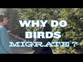 Why do birds migrate?